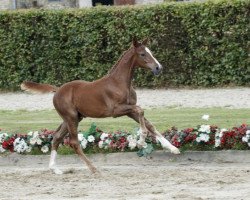 jumper Compadre (Westphalian, 2016, from Comme il Faut)