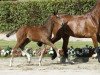 stallion Quick Time (Westphalian, 2016, from Quidam de Revel)