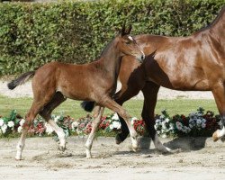 Deckhengst Quick Time (Westfale, 2016, von Quidam de Revel)