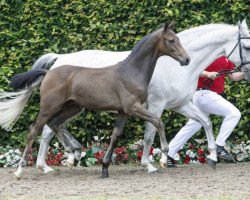 Springpferd Casper (Westfale, 2016, von Crumble)