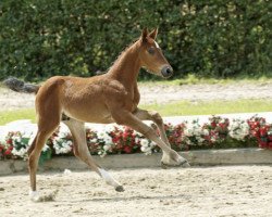 Springpferd Tallion (Westfale, 2016, von Toulon)