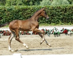 Springpferd Nur Du (Westfale, 2016, von Nubalou W.Z.)