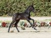 stallion Contador (Westphalian, 2016, from Cornet Obolensky)