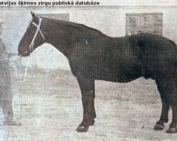 stallion Gotenfirsts (Oldenburg, 1941, from Oswald)
