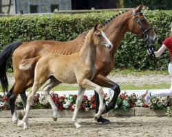 jumper Double Trouble (Westphalian, 2016, from Durango VDL)