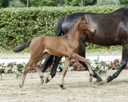 jumper Quanta Costa (Westphalian, 2016, from Quidam de Revel)