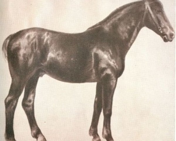stallion Germino (Oldenburg, 1928, from Germanikus 3331)