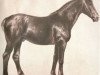 stallion Germino (Oldenburg, 1928, from Germanikus 3331)