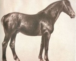 stallion Germino (Oldenburg, 1928, from Germanikus 3331)