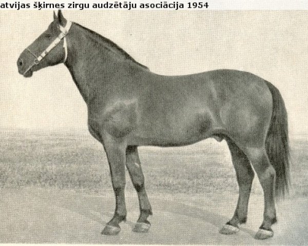stallion Riksis (Latvian Warmblood, 1944, from Dailonis)