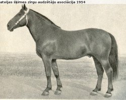 Deckhengst Riksis (Lettisches Warmblut, 1944, von Dailonis)