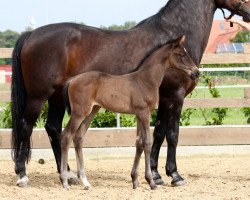 Springpferd Hulapalu W (Oldenburger Springpferd, 2016, von Hickstead White)