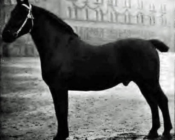 stallion Ehrenberg 1383 (Oldenburg, 1896, from Ruthard 1255)