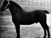 stallion Ehrenberg 1383 (Oldenburg, 1896, from Ruthard 1255)