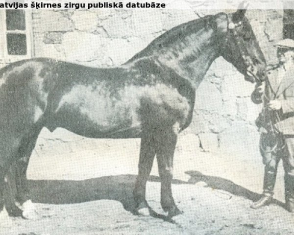 Deckhengst Ulvis (Lettisches Warmblut, 1937, von Siego)