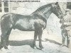 stallion Ulvis (Latvian Warmblood, 1937, from Siego)