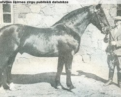 Deckhengst Ulvis (Lettisches Warmblut, 1937, von Siego)