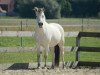 broodmare Jada (Fjord Horse, 2008, from Solbjør Borken)