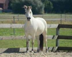 broodmare Jada (Fjord Horse, 2008, from Solbjør Borken)