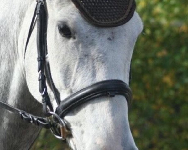 horse Knospe (German Sport Horse, 2010)