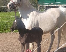 horse Ratina (Deutsches Reitpony, 2000, from Makuba)