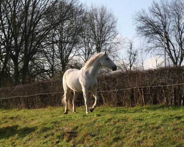 Pferd Clay (Püppi) (Anglo-Araber, 1996)