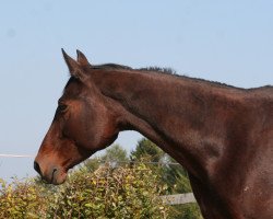 Pferd Gesha (Sachsen-Anhaltiner, 1995, von Graf Anhalt E)