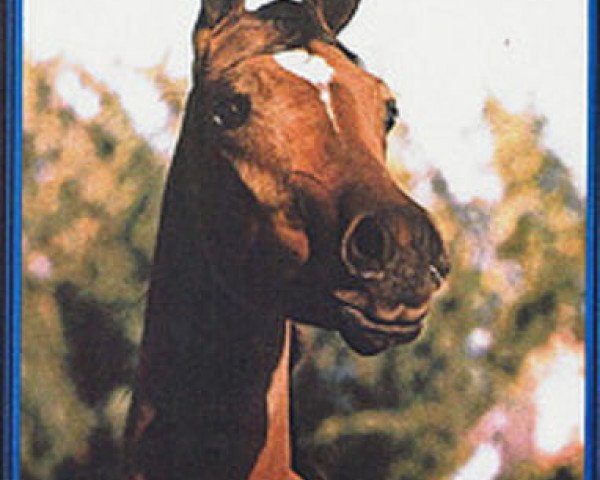 Zuchtstute Kirak ox (Vollblutaraber, 1944, von Alepo ox)
