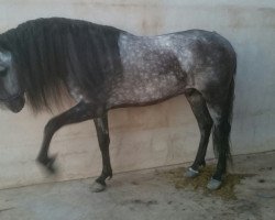 horse Baezano (Andalusians/horse of pure Spanish race, 2010)