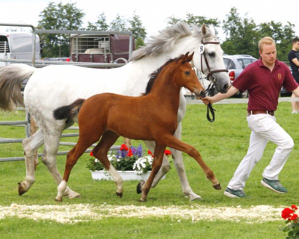 broodmare Imara (Holsteiner, 2016, from Pikeur Lord Fauntleroy)