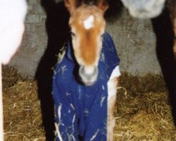 jumper Merlin 1727 (Trakehner, 2002, from Waitaki 31)