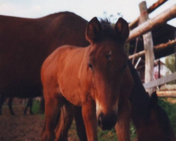 horse Matilda 5 (Trakehner, 1999, from Grand Prix)