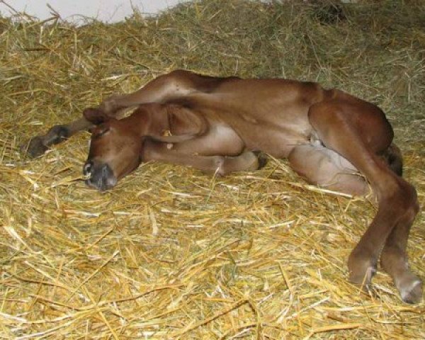 Pferd Mickey Blue Eyes (Trakehner, 2005, von Elfengeist)