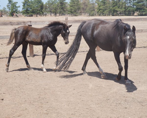 broodmare Jessica (German Riding Pony, 2006, from Kennedy WE)