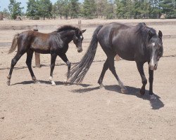 Zuchtstute Jessica (Deutsches Reitpony, 2006, von Kennedy WE)