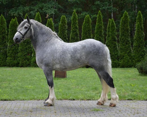 Pferd Bokser (Polnisches Kaltblut, 2013)