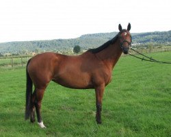 broodmare Mondhexe (Trakehner, 2001, from Waitaki 31)