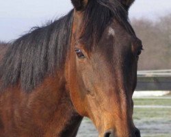 broodmare Magaritte xx (Thoroughbred, 1992, from Schiwago xx)