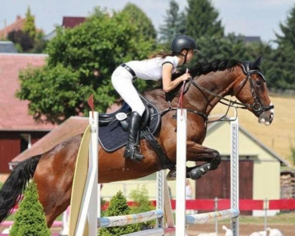 broodmare Pandora 268 (Oldenburg show jumper, 2010, from Contendro I)