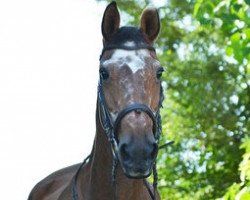 broodmare Wonna (Hanoverian, 1987, from Wendenburg)