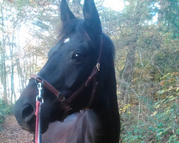 horse Anastasia 8 (Trakehner, 1998, from Steinburg)