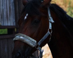 dressage horse Thoras (unknown, 2008)