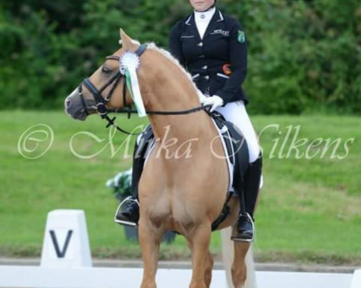 stallion Creme Brulee v.H. (German Riding Pony, 2010, from Calvin Klein 23)