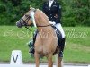 stallion Creme Brulee v.H. (German Riding Pony, 2010, from Calvin Klein 23)