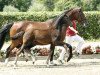 jumper Catania (Westphalian, 2016, from Cornet Obolensky)