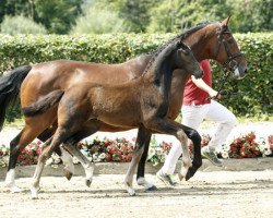 jumper Catania (Westphalian, 2016, from Cornet Obolensky)