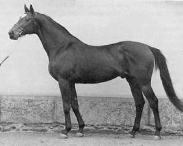 stallion Judex xx (Thoroughbred, 1977, from Mehari xx)