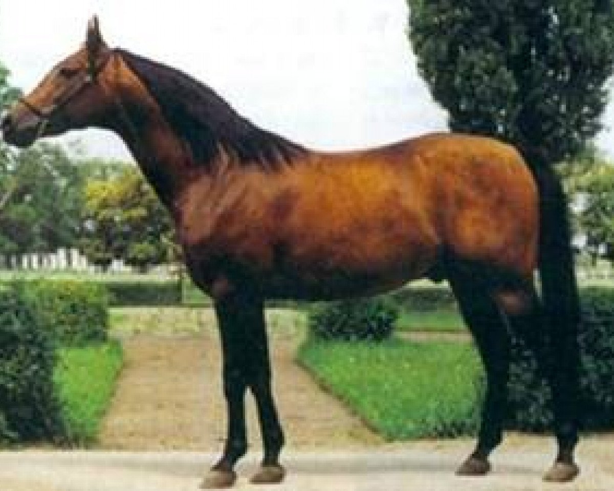 stallion Elsing ox (Arabian purebred, 1982, from El Paso ox)