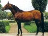 stallion Elsing ox (Arabian thoroughbred, 1982, from El Paso ox)