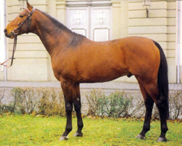 stallion Burlaj Bej AA (Anglo-Arabs, 1990, from Elsing ox)